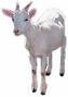 chevre