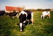 vaches au paturage