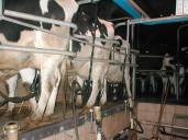 vache a la traite