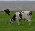 vaches au paturage